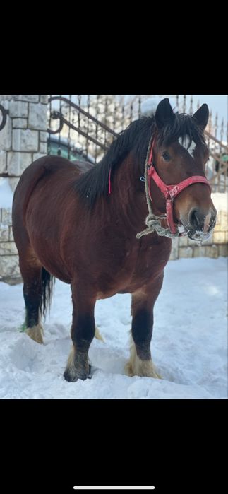 Manz ardenez de vanzare