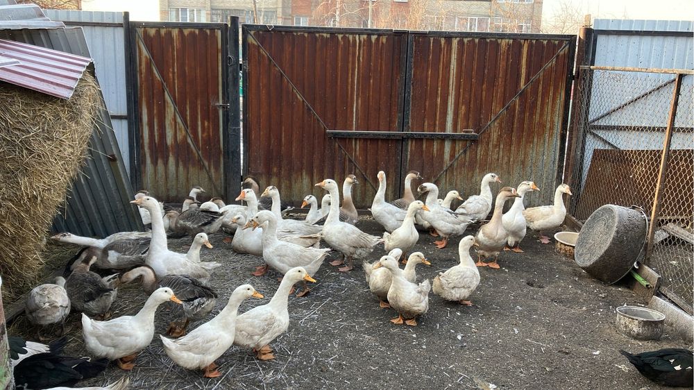 Продаю уток , индоуток ,гусей