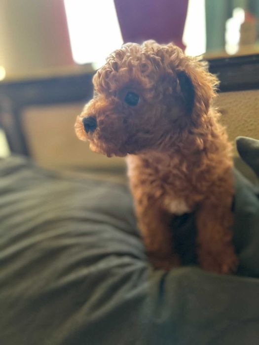 Той пудел - мини