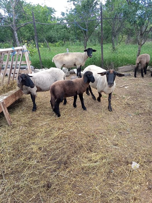 Vând  oi suffolk și metis