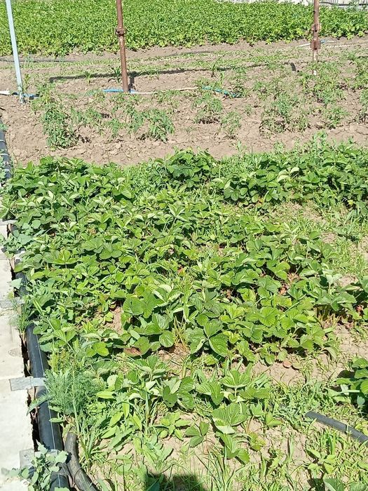 Продам дачу (6,6 соток)