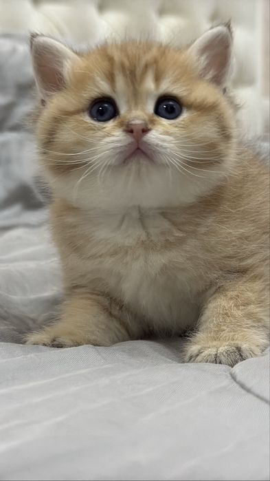 Британские  котятки!