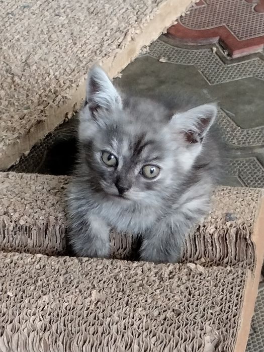 Продам котят скотиш страйт.