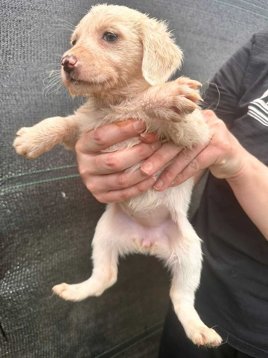 Щенки дворянской породы.