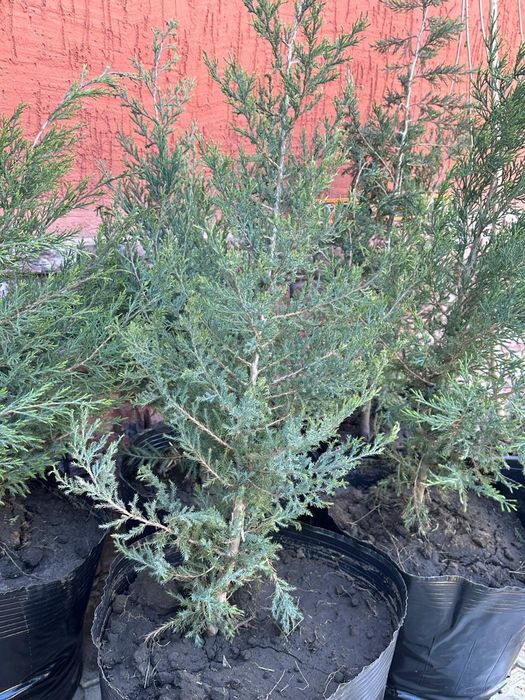 Туи-можжевельники