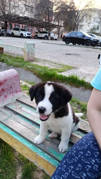 Щенок- девочка , 3 месяца