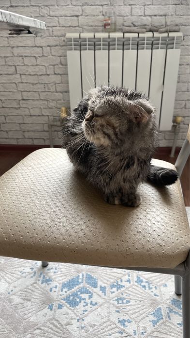 Кошка в добрые руки