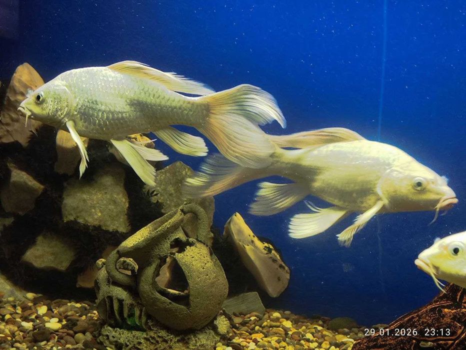 Коя Платинум сотилади 20-25см