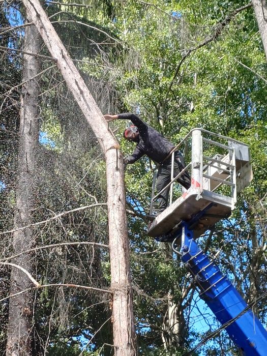 Рязане на високи опасни дървета