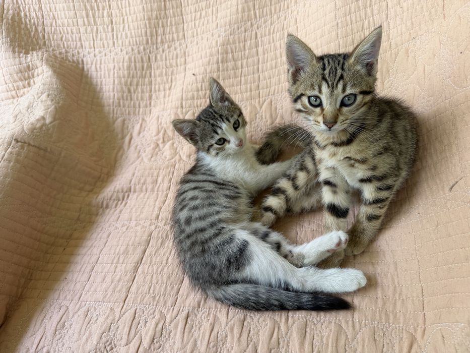 Отдам котят даром