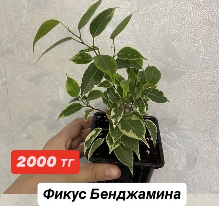 Комнатные цветы.