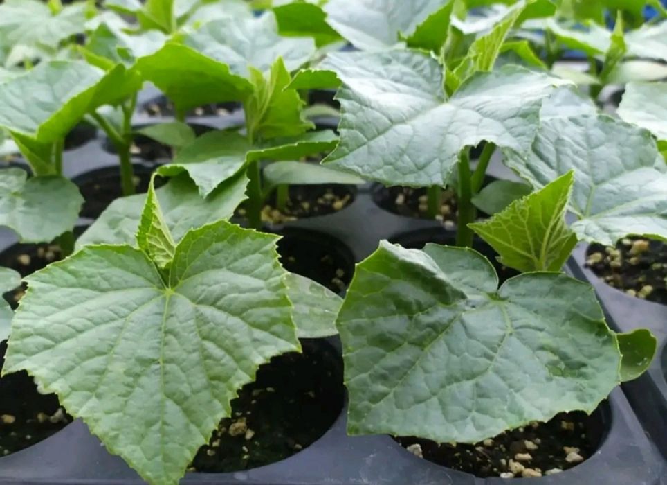 Приемам поръчки за разсад 2026г