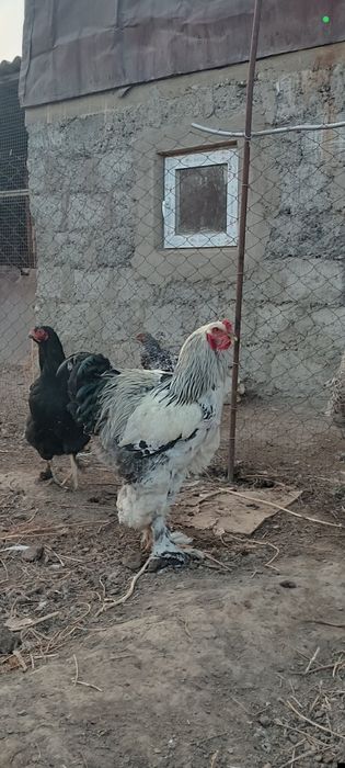 Брама әтеш,10 ай