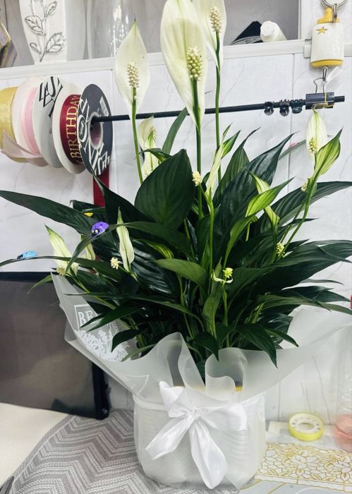 Спатифиллум  женское счастье в огромном ассортименте