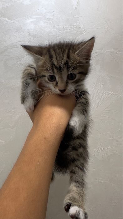Отдам котят даром в добрые руки