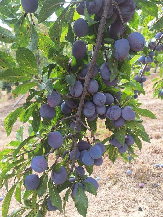 Prune de vanzare