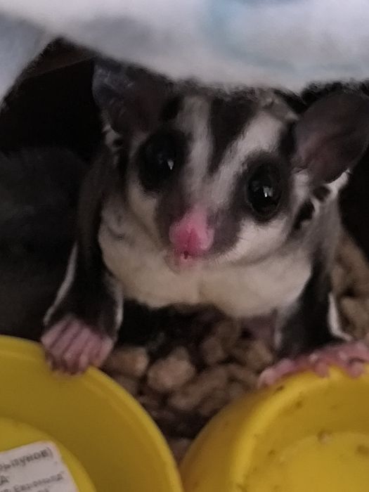 Сахарный поссум малыш