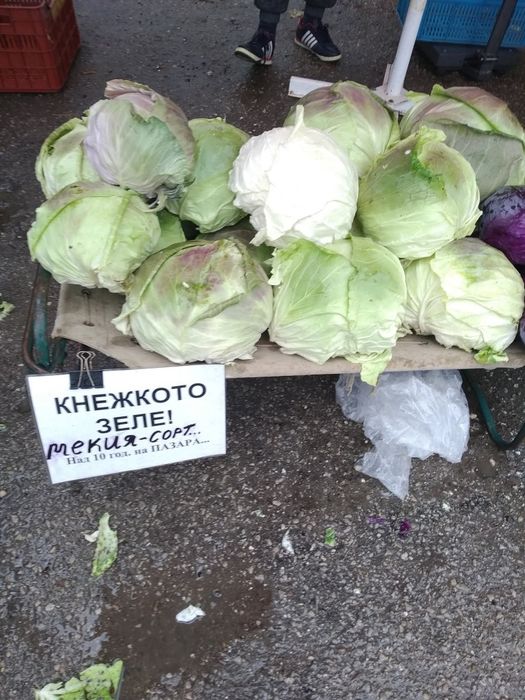 Семе за Зеле- knezhkotozele