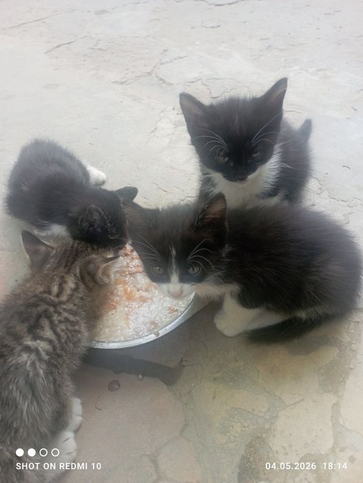 Отдам в хорошие руки котят