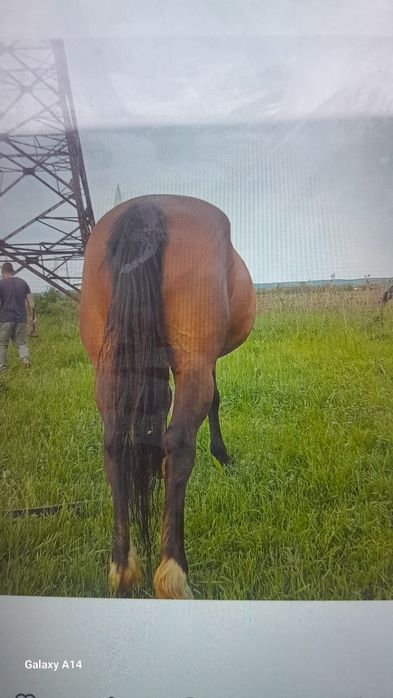 Iapa de vanzare ..gestanta in 8 luni varsta 12 ani