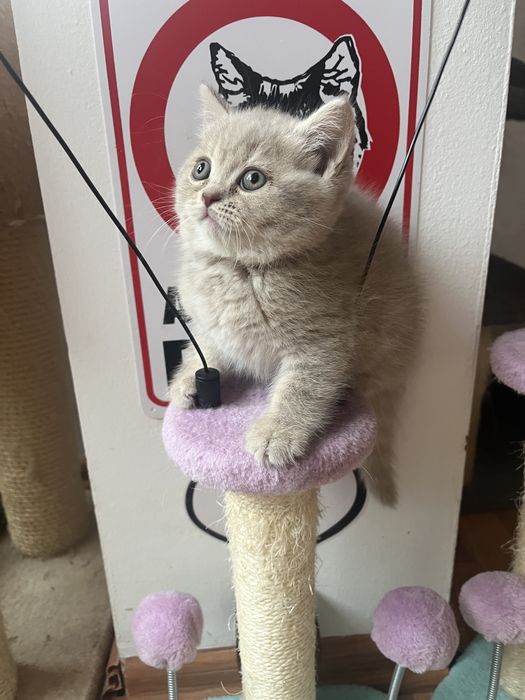 British shorthair tabby