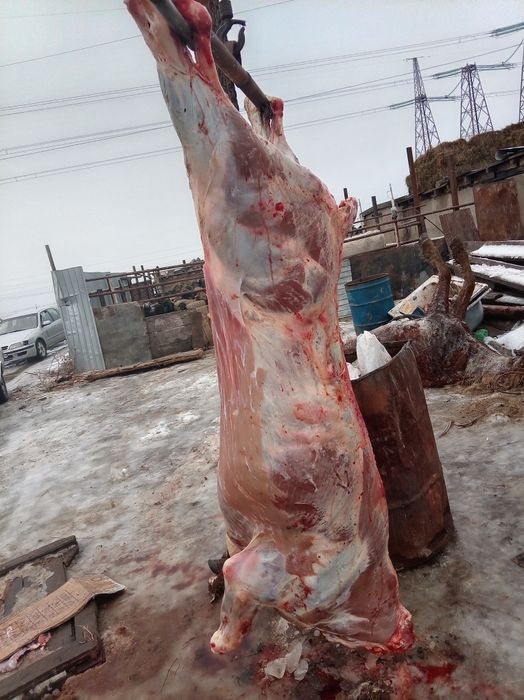 Семіз Тайыншалар кашарлар бар