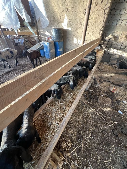 Qoylar sotiladi Oʻsadigan qochqorla va slu qoylar