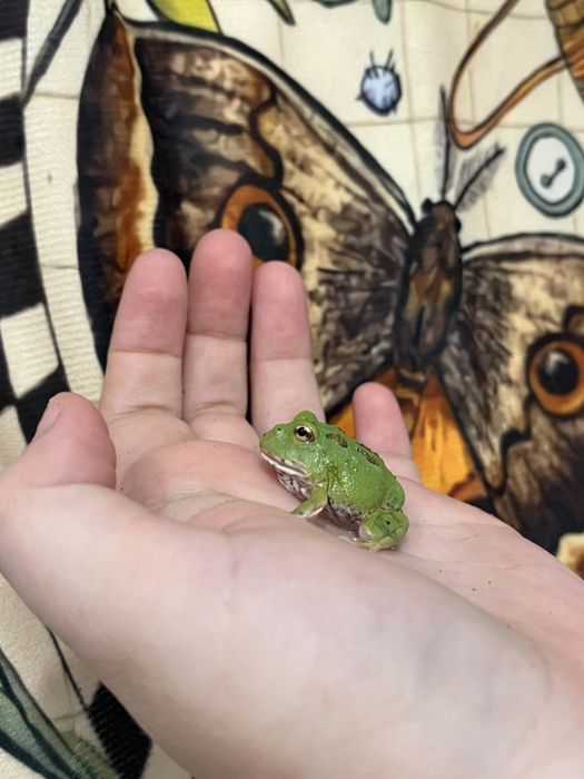 Рогатки зеленые малышня