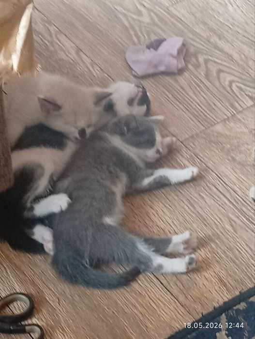 Котята             .
