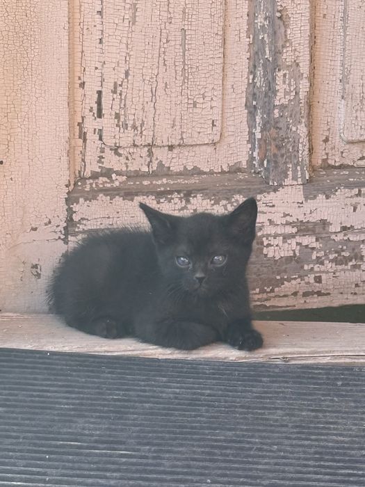 Малки пухкави котенца