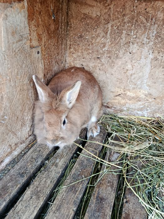 Femele adulte cap de leu