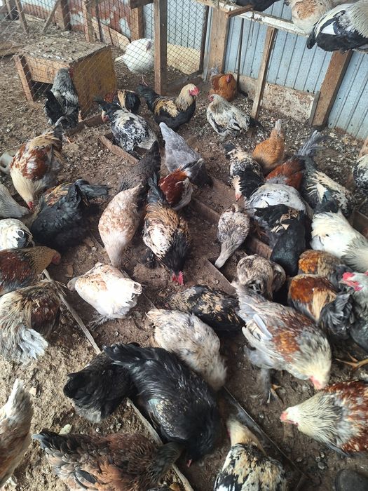 Продам петухов брама