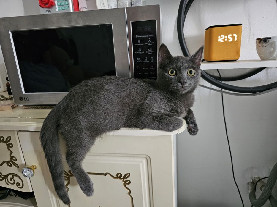 Кот на вязку бесплатно