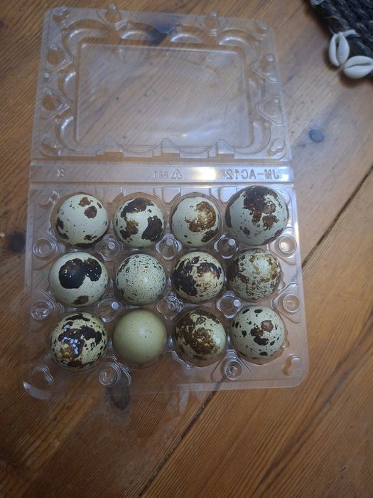 Пресни пъдпъдъци яйца