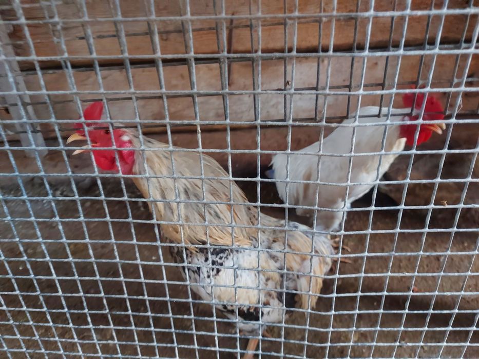 Петухи молодые, домашние.