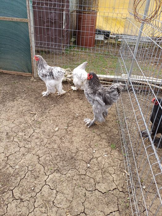 Cocos brahma albastru