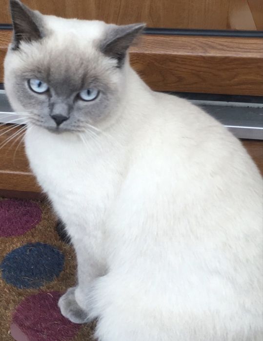 Британские котята