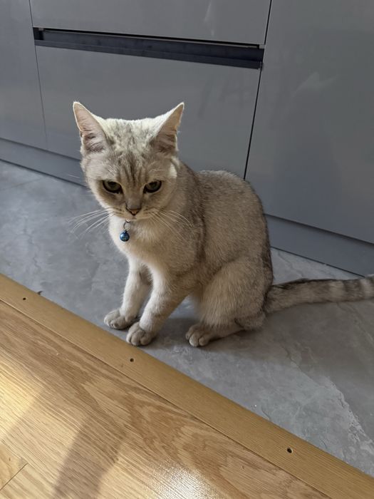 продаю кота 11мес.