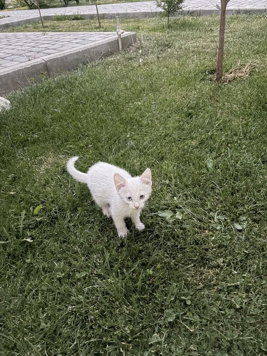 Белый пушистый котенок