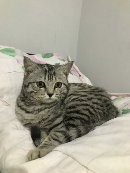 Срочно продается кошка