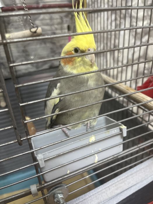 Продам попугаев с клеткой