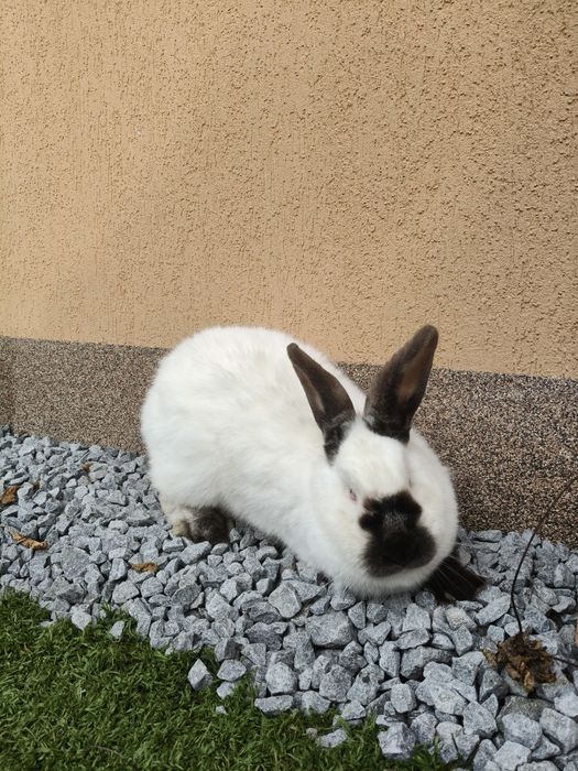 De vânare iepuroaică Californian!