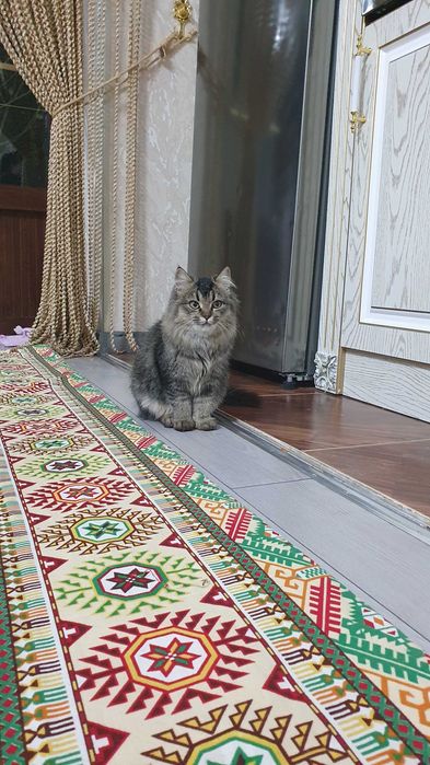 Sibrski mushuk sotiladi