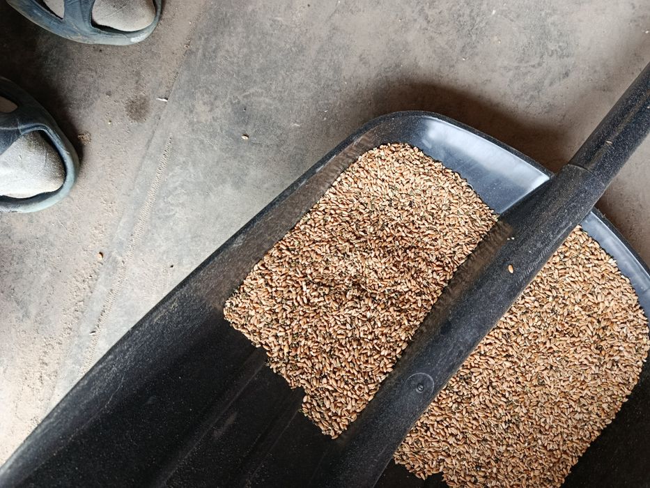 Дроблёное зерно(бидай)