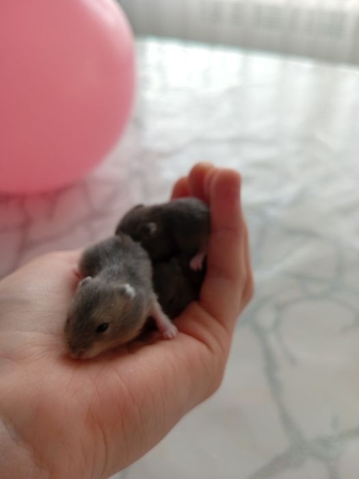 Малыши джунгарских хомячков