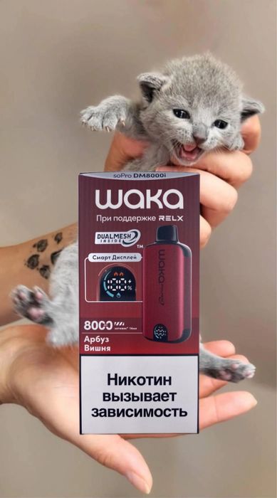 Вязка британец порода вязка