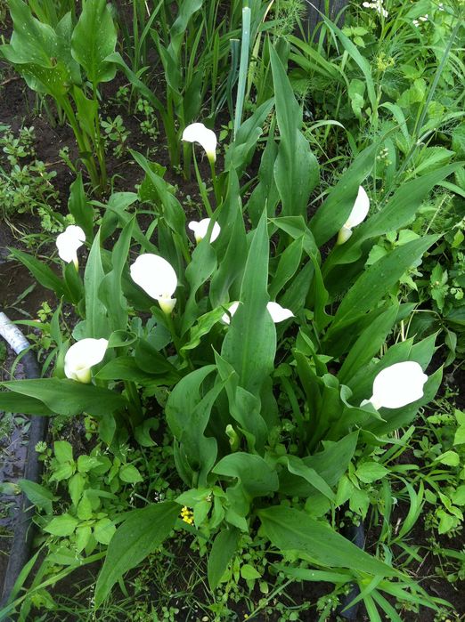 Клубни каллы (Зантедеския )