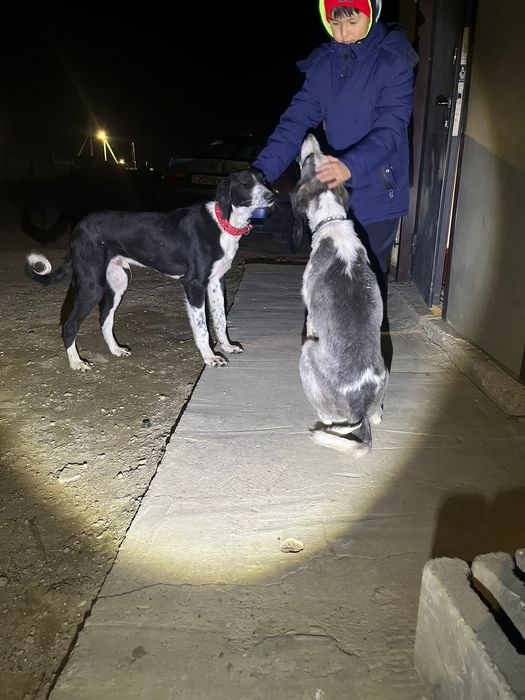 тазы сатылады Семей