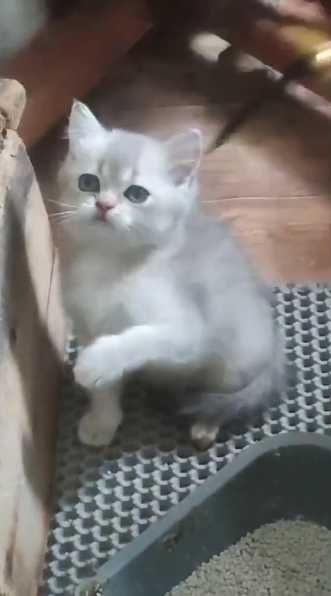 Мальчик-британец