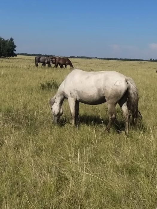 Продам БИЕ недорого